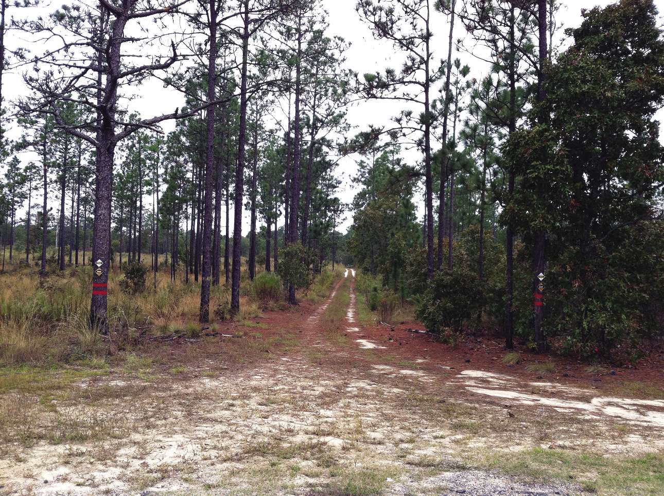 Pine plantation divided by a dirt road. On the left there are few weeds, on the right there are a lot of weeds.